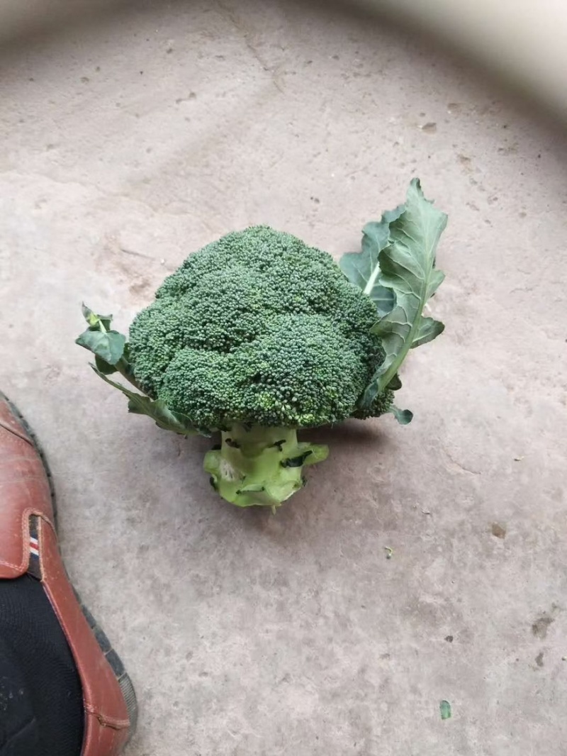 散花西兰花，大量接单产地直发量大从优欢迎来电