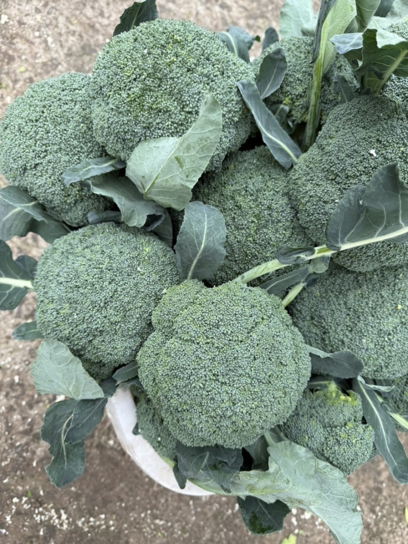 散花西兰花，大量接单产地直发量大从优欢迎来电