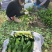 精品菠菜大小各种包装都有，代发全国货源充足，山东菏泽单县