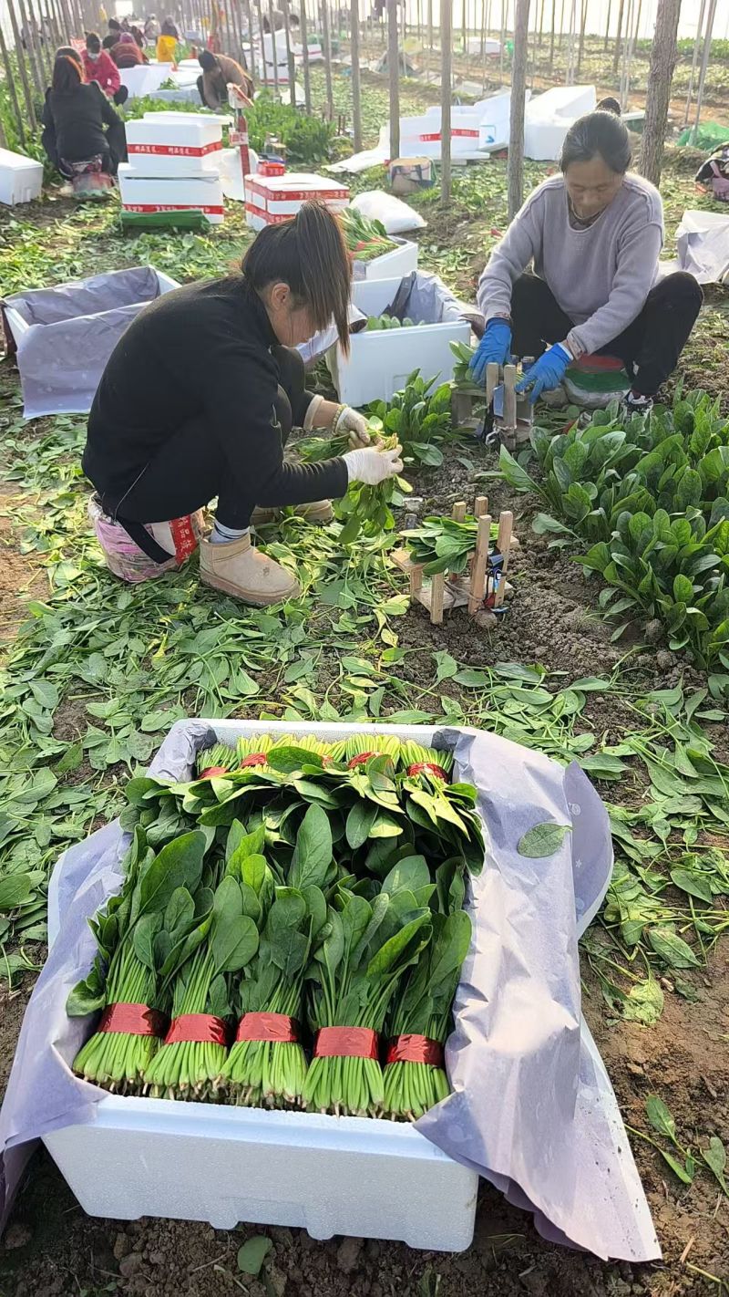 精品菠菜大小各种包装都有，代发全国货源充足，山东菏泽单县