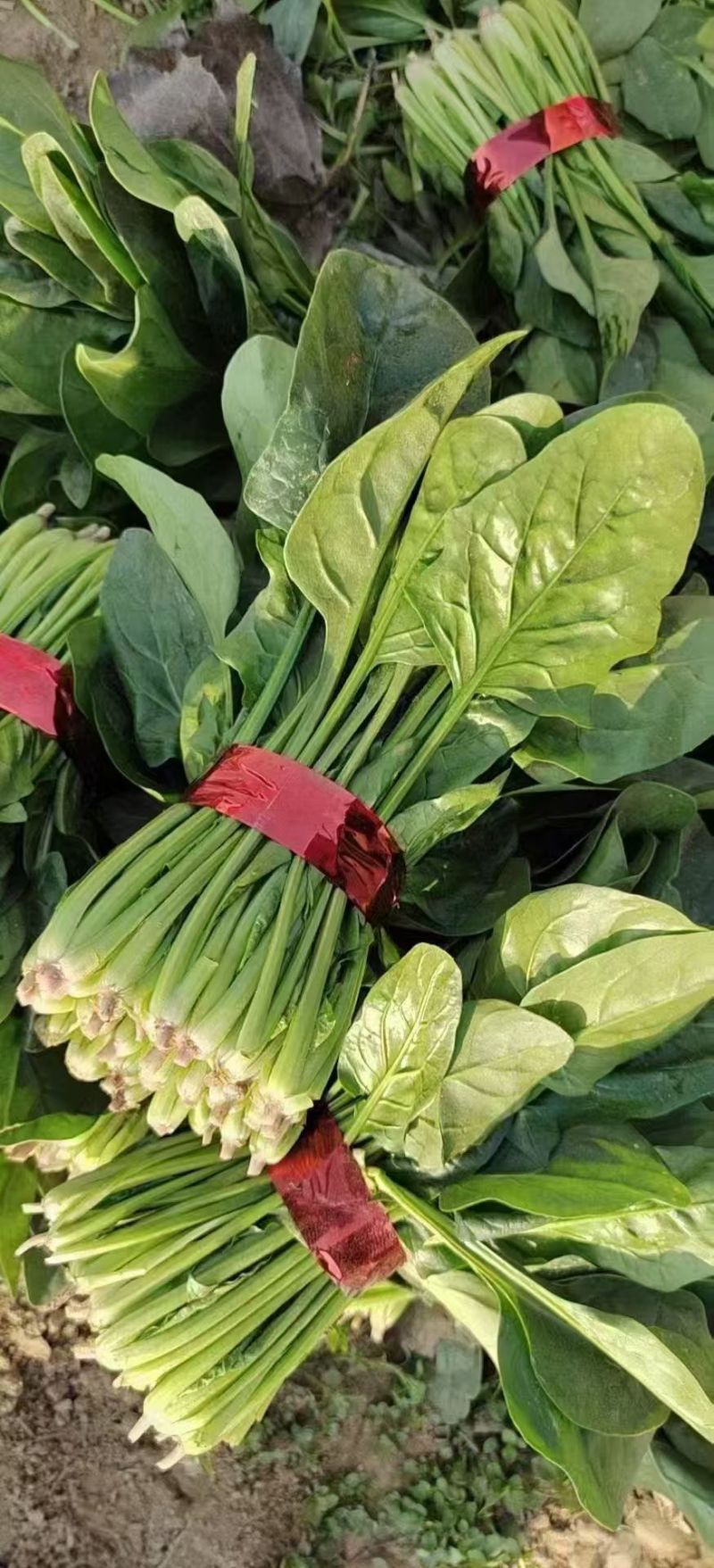 精品菠菜大小各种包装都有，代发全国货源充足，山东菏泽单县