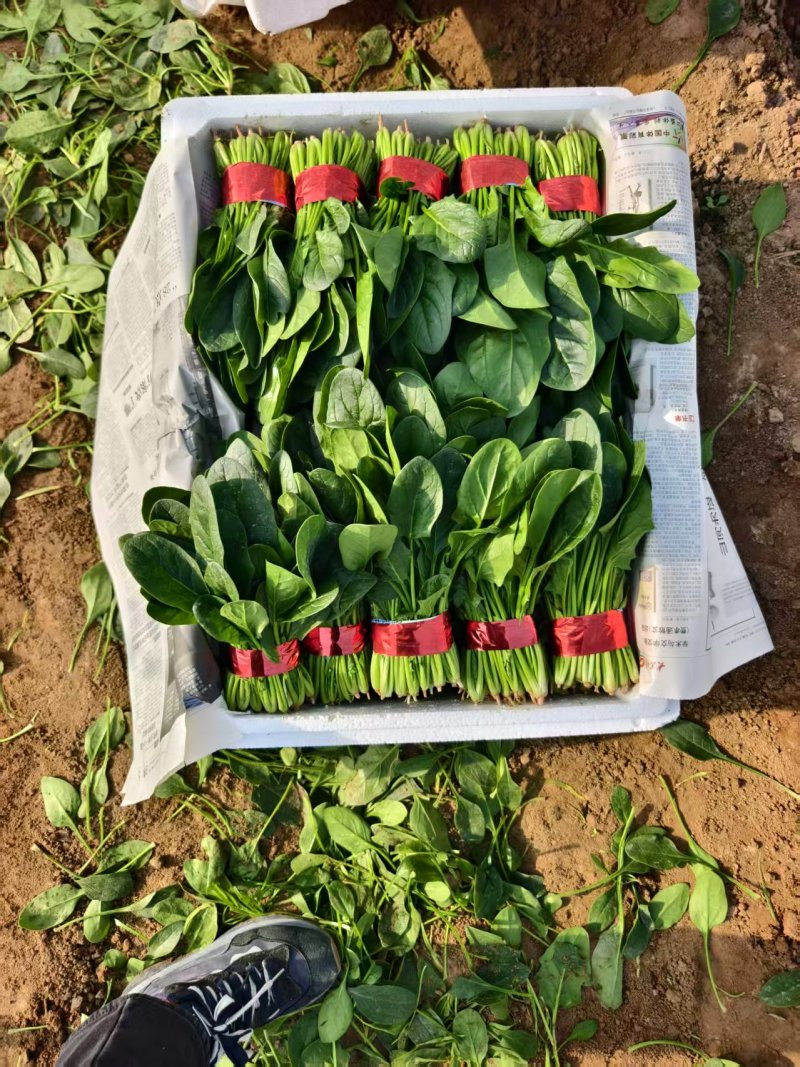 精品菠菜大小各种包装都有，代发全国货源充足，山东菏泽单县