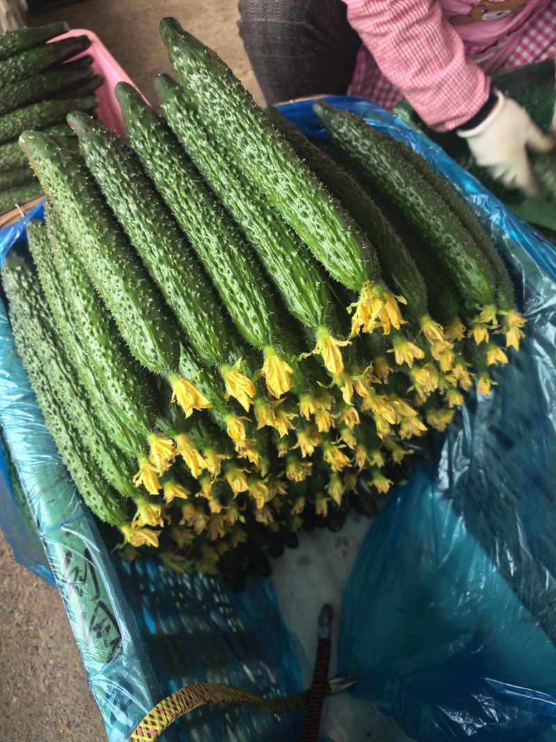 黄瓜，鲜花黄瓜，精品黄瓜