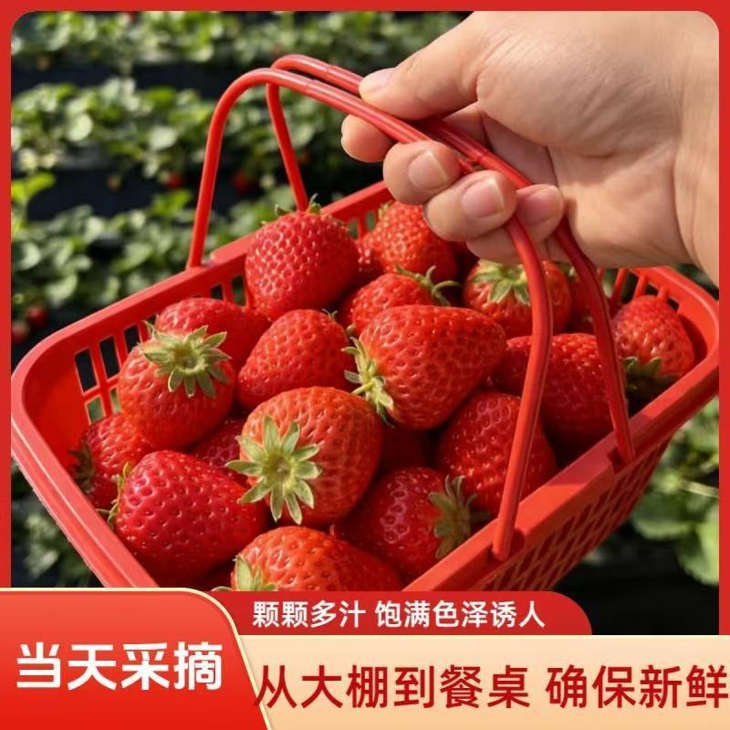 【优选】丹东99草莓支持一件代发产地直发颗颗多汁