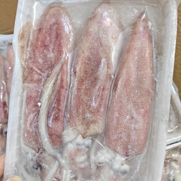 盒装红鱿灯光鱿鱼去内脏8两多规格