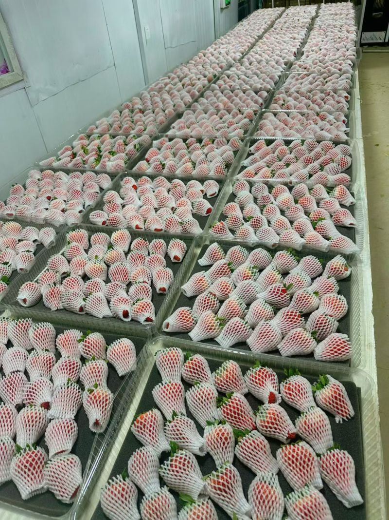 【优选】丹东99草莓支持一件代发产地直发颗颗多汁