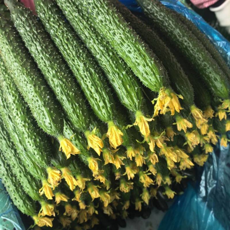 黄瓜，鲜花黄瓜，精品黄瓜