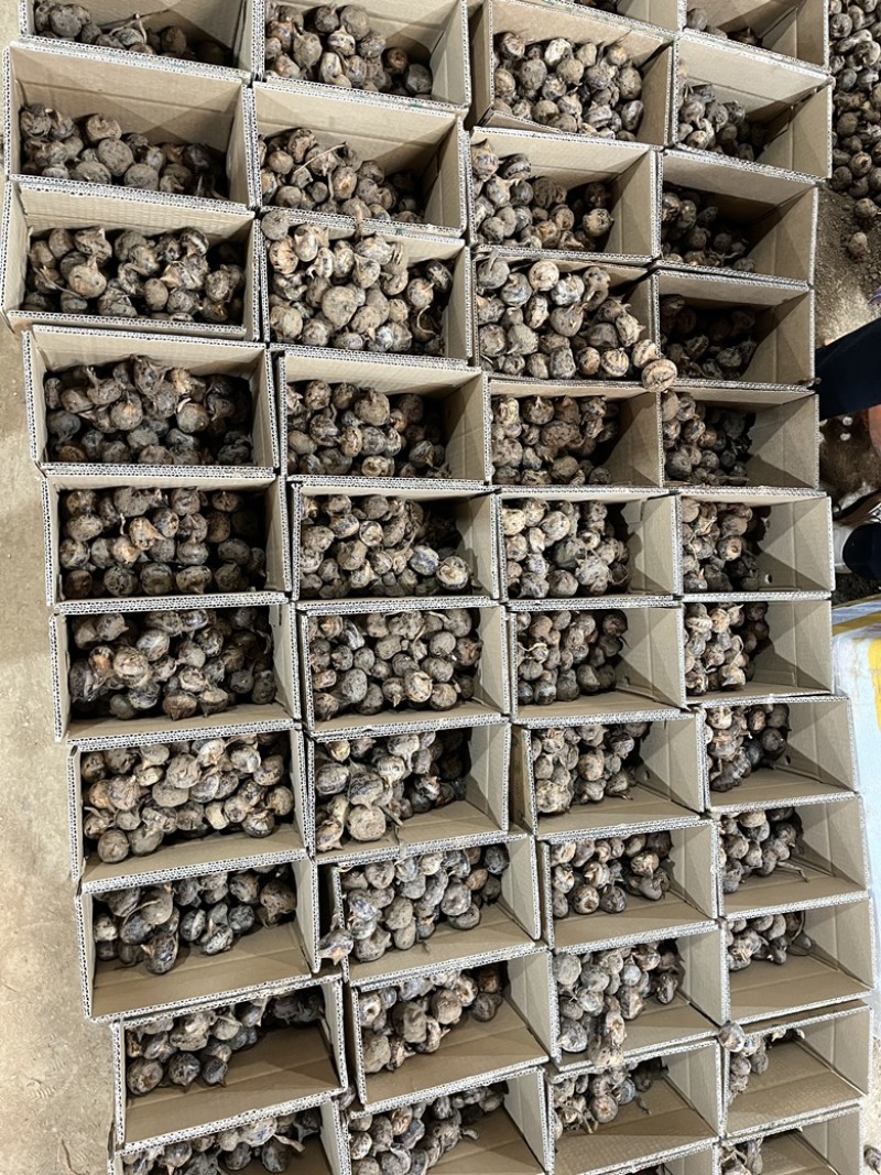 马蹄大量供应
