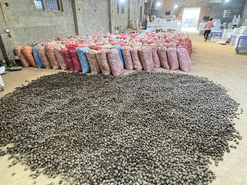 马蹄大量供应