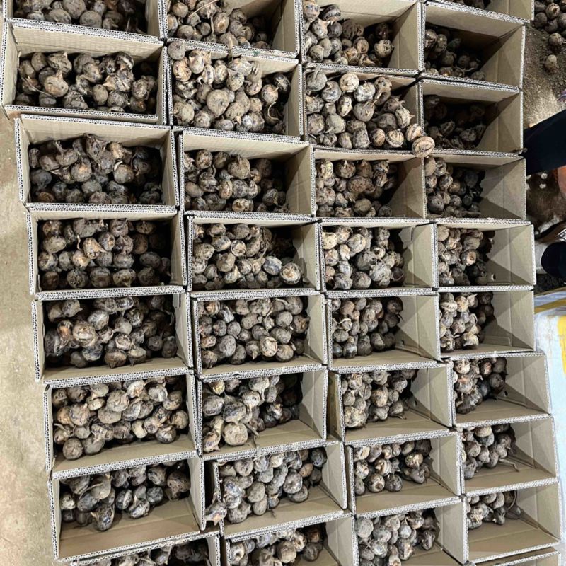 马蹄大量供应