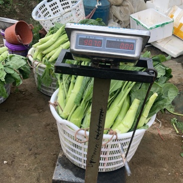 鸡腿芥蓝