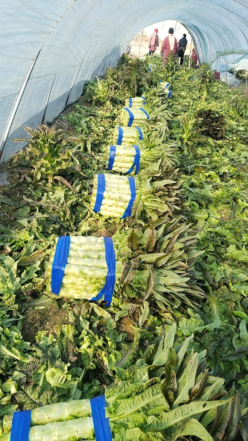 精品红叶香莴苣协助装车运费自理价格商议供货量大