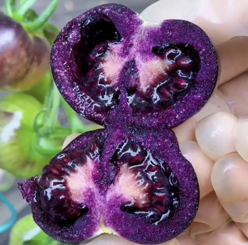 【实力货源】黑色番茄黑玫瑰黑珍珠番茄花青子