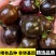 【实力货源】黑色番茄黑玫瑰黑珍珠番茄花青子
