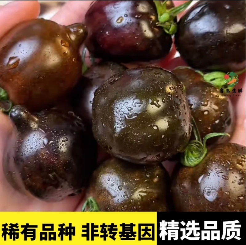 【实力货源】黑色番茄黑玫瑰黑珍珠番茄花青子