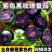 【实力货源】黑色番茄黑玫瑰黑珍珠番茄花青子