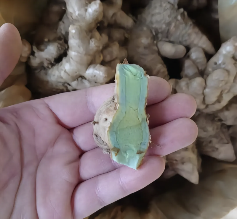 黑姜别名蓝姜莪术食药两用可以实地考察，检测达标