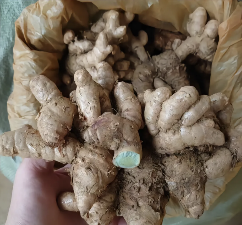 黑姜别名蓝姜莪术食药两用可以实地考察，检测达标