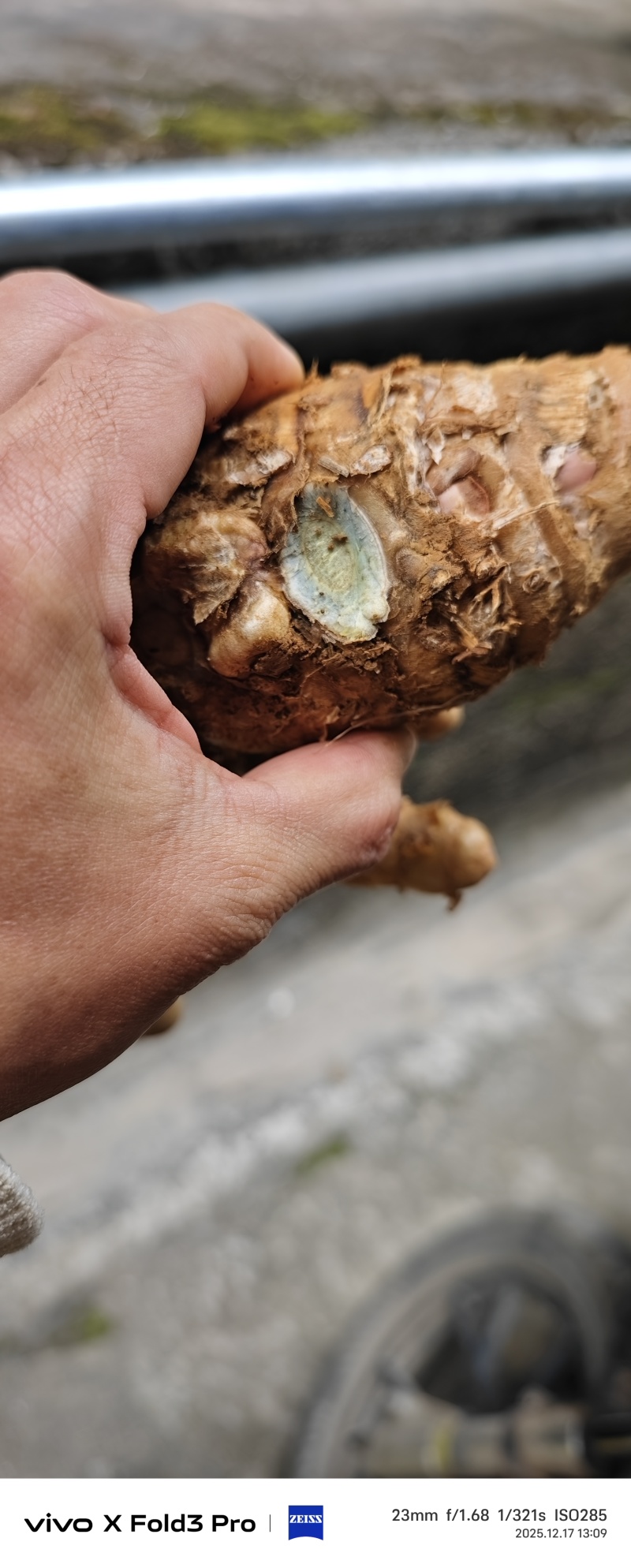 黑姜别名蓝姜莪术食药两用可以实地考察，检测达标