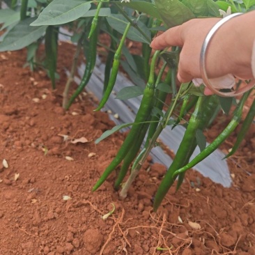 二荆条3号青椒线椒