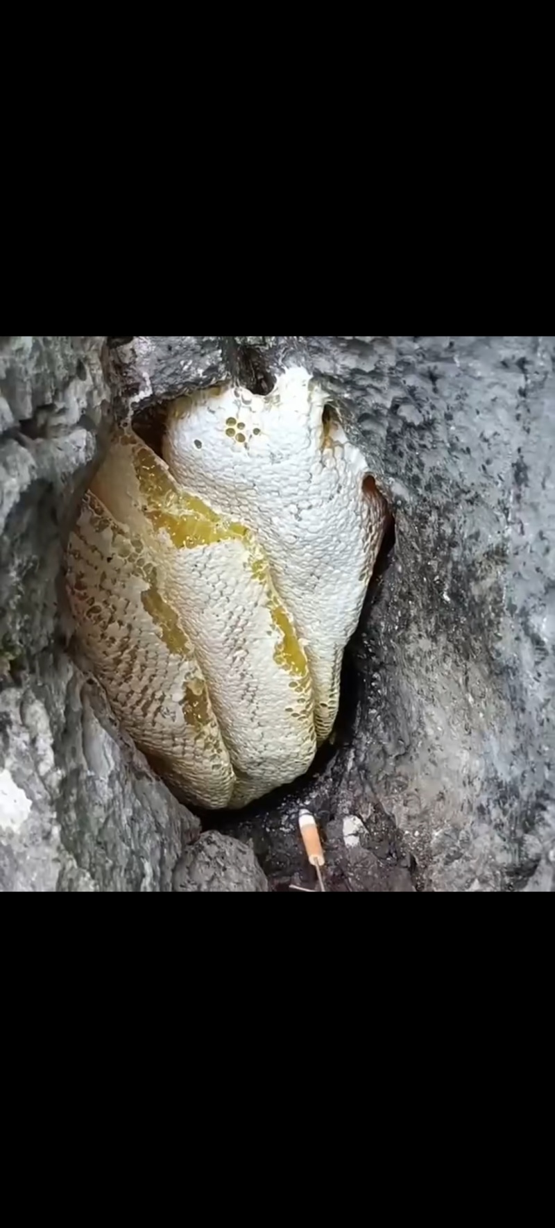 野生蜂蜜