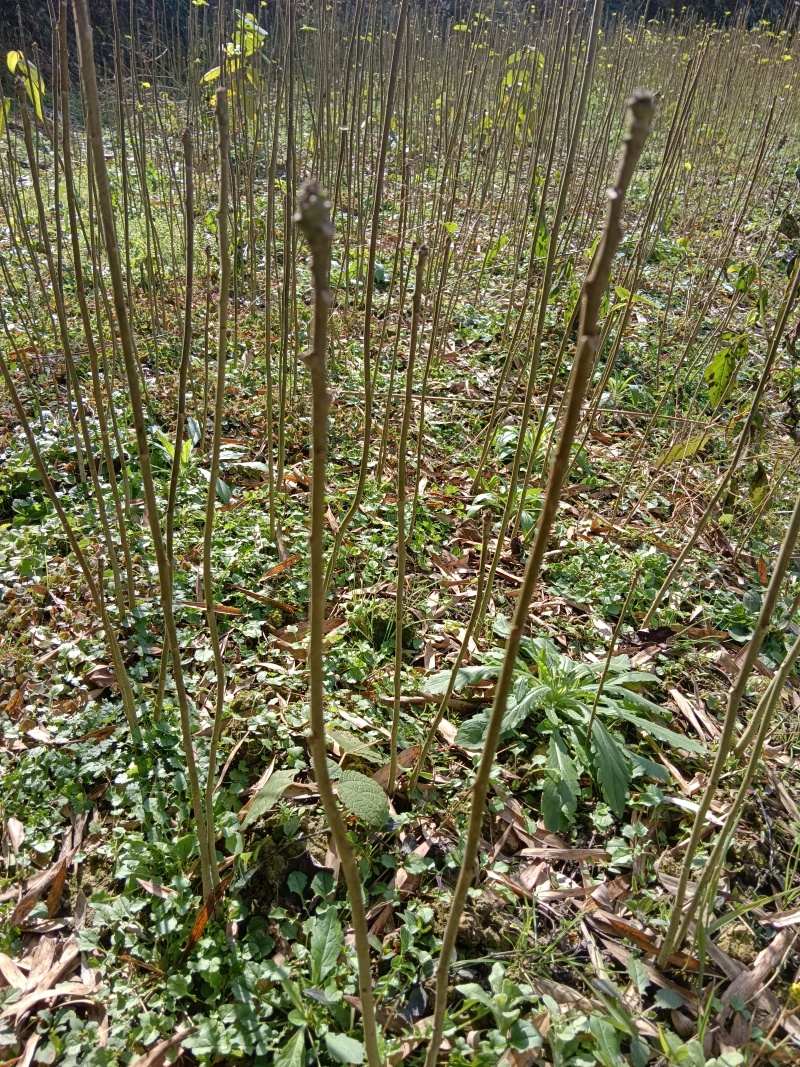 山桐子苗