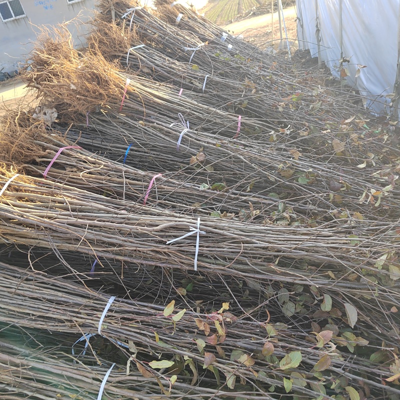 海棠砧木苗，海棠苗苹果实生苗苹果砧木苗