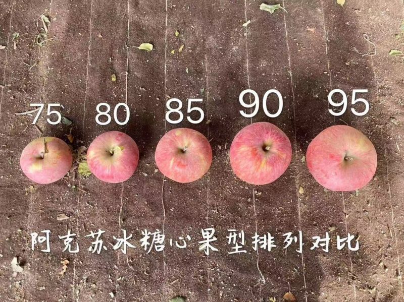 正宗新疆阿克苏冰糖心苹果，物美价廉年底冲量