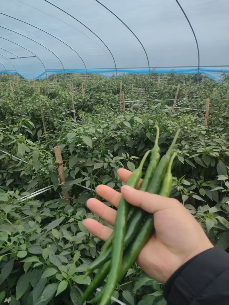 三号线椒