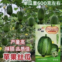 苹果丝瓜种子杂交一代苹果型丝瓜种籽山东丝瓜产量高味甜抗病
