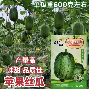 苹果丝瓜种子杂交一代苹果型丝瓜种籽山东丝瓜产量高味甜抗病