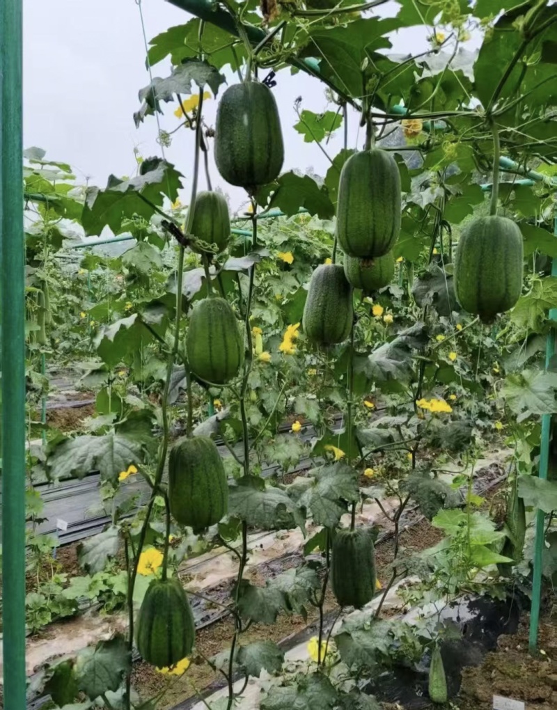 苹果丝瓜种子杂交一代苹果型丝瓜种籽山东丝瓜产量高味甜抗病