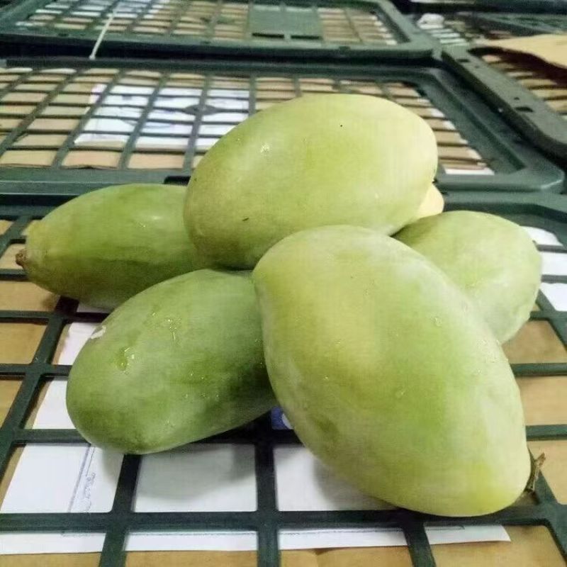 越南玉芒一件代发250-500g