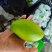 越南玉芒一件代发250-500g