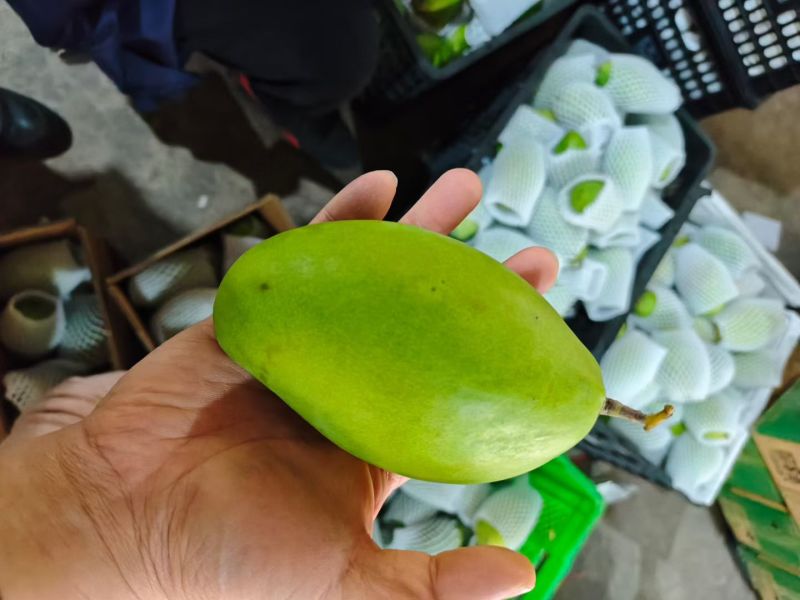 越南玉芒一件代发250-500g