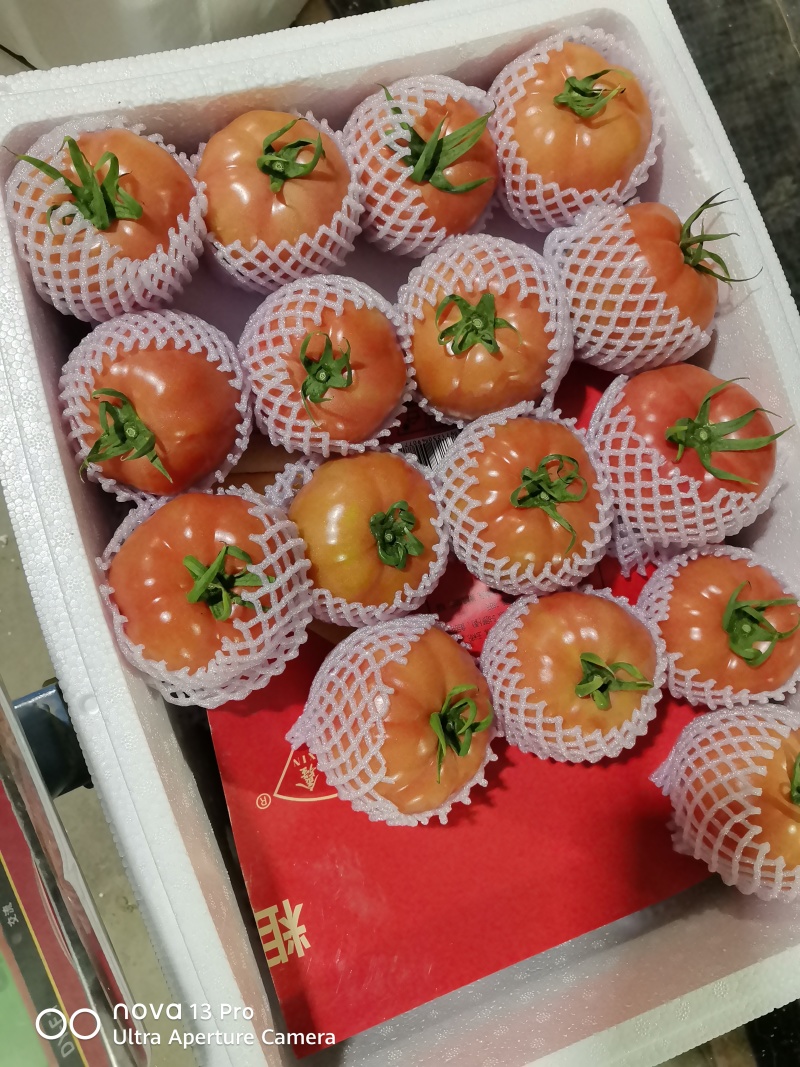 安徽万亩普罗旺斯西红柿基地，专业，可靠，诚信