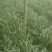 【头茬】自家种植的大叶韭菜头茬新货可发往全国价格美丽