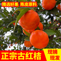 现摘现发万州红桔川红橘大红袍柑薄皮柑电商一件5斤包邮
