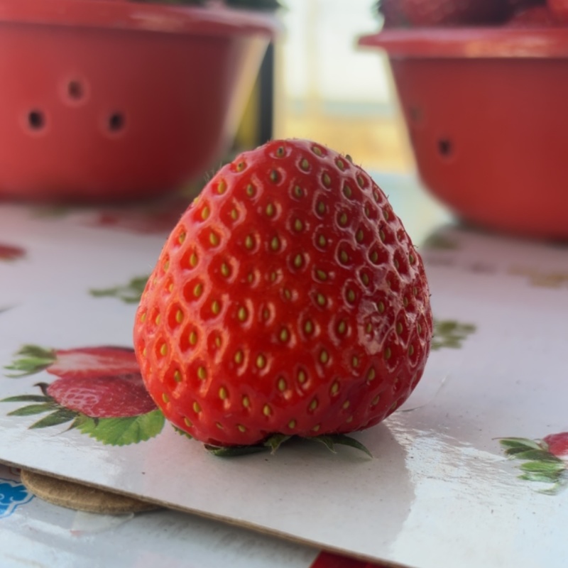 红颜草莓