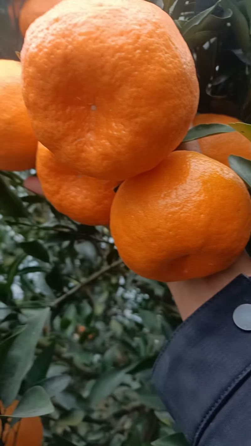 ‌椪柑是国家地理标志产品‌，果大皮薄，脆嫩多汁