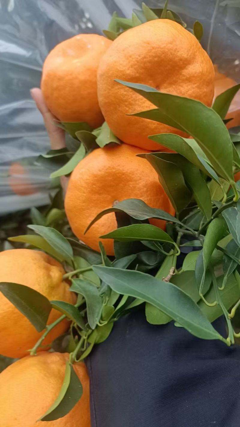 ‌椪柑是国家地理标志产品‌，果大皮薄，脆嫩多汁