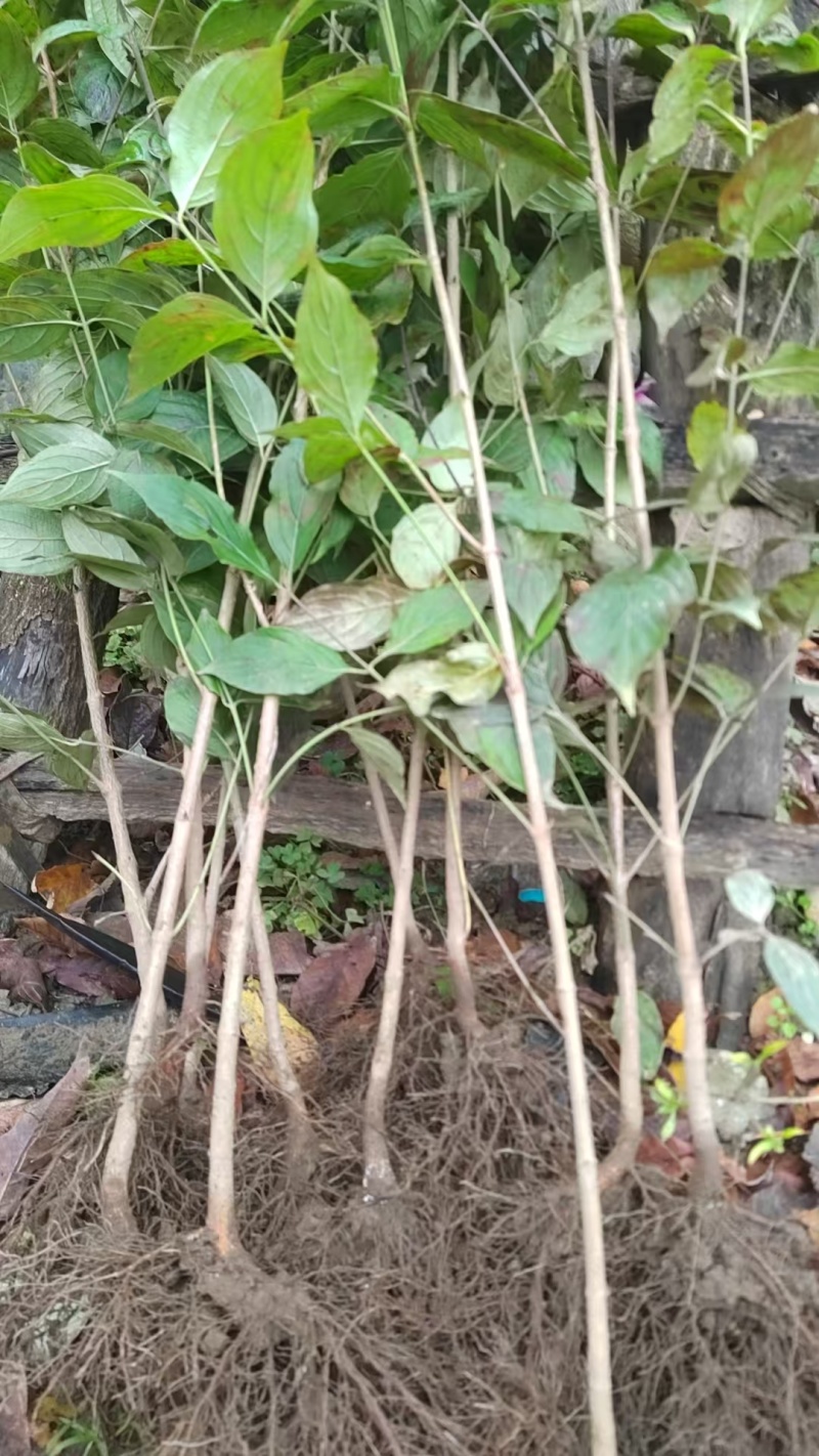 山茱萸苗