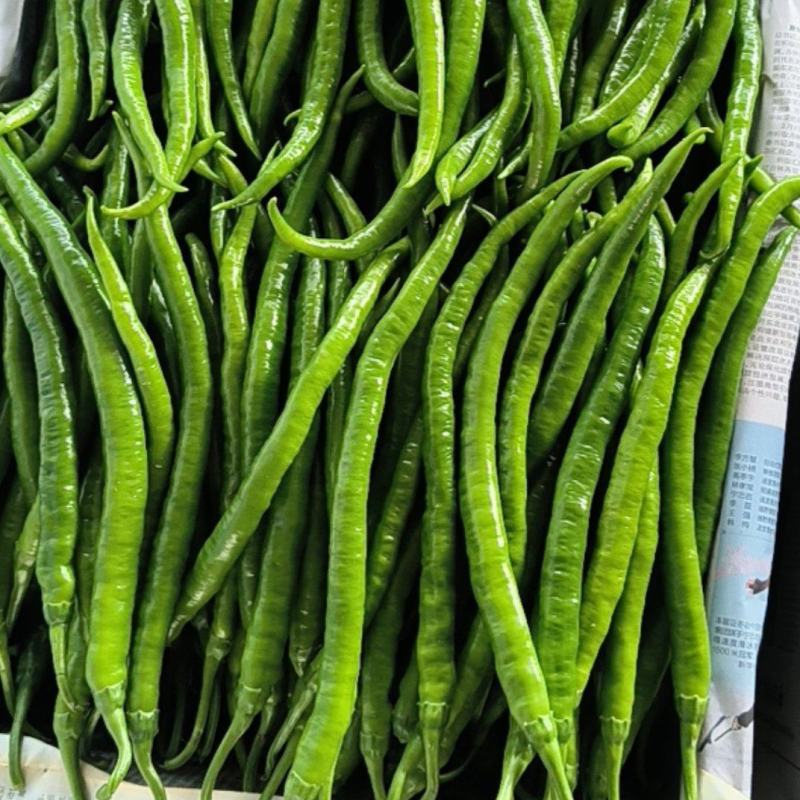 8号线椒
