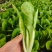青岛新鲜奶白菜，大量上市，品质保障，欢迎咨询