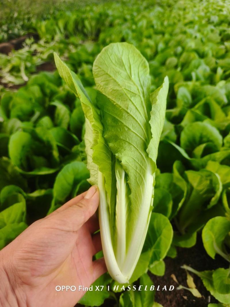 青岛新鲜奶白菜，大量上市，品质保障，欢迎咨询