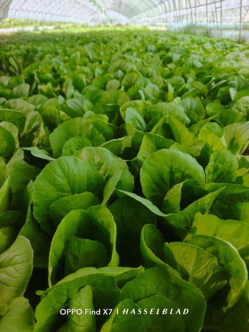 青岛新鲜奶白菜，大量上市，品质保障，欢迎咨询