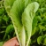 青岛新鲜奶白菜，大量上市，品质保障，欢迎咨询