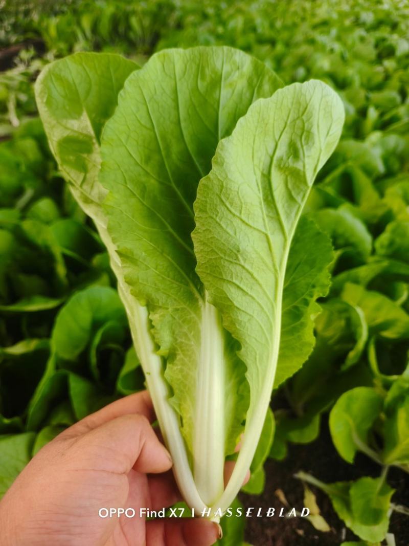 青岛新鲜奶白菜，大量上市，品质保障，欢迎咨询