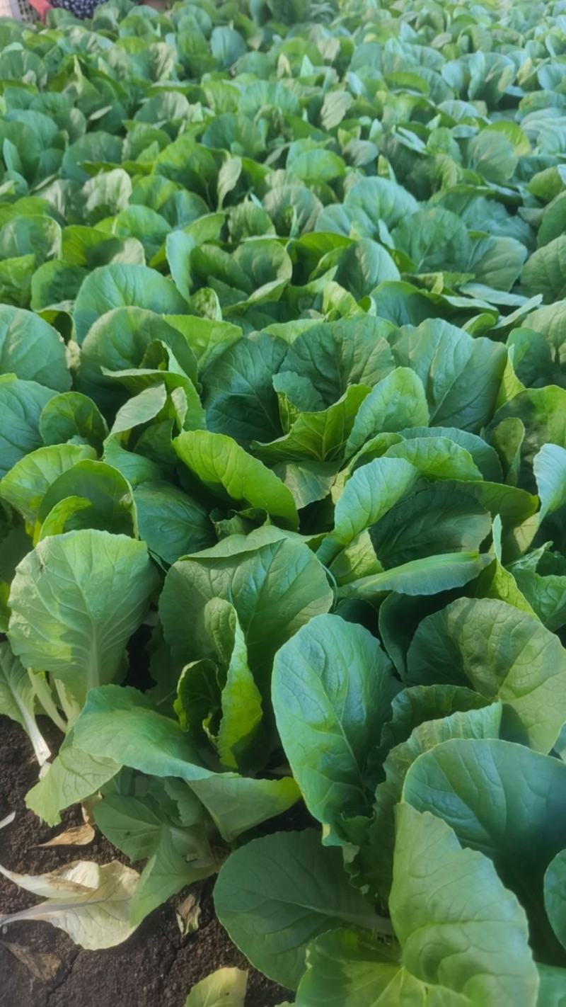 青岛新鲜奶白菜，大量上市，品质保障，欢迎咨询
