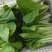 青岛新鲜奶白菜，大量上市，品质保障，欢迎咨询